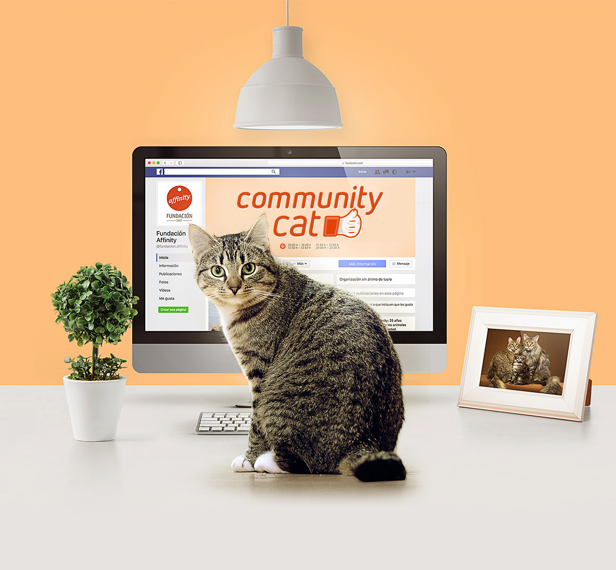 Community Cat_visual_ok